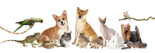 A large group of different animals stock photo