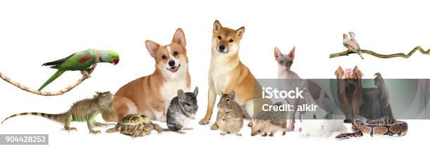 A Large Group Of Different Animals Stock Photo - Download Image Now - Variation, Animal, Pets
