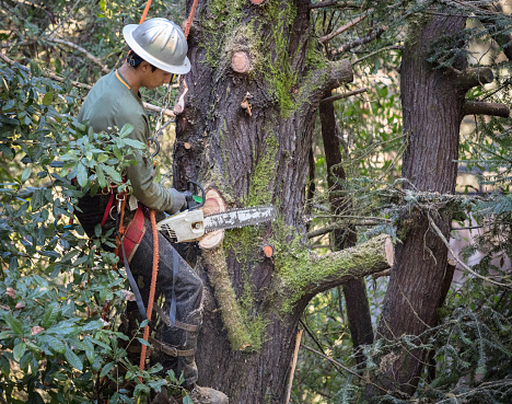 Man cutting branches on tree in the process of removing entire tree.