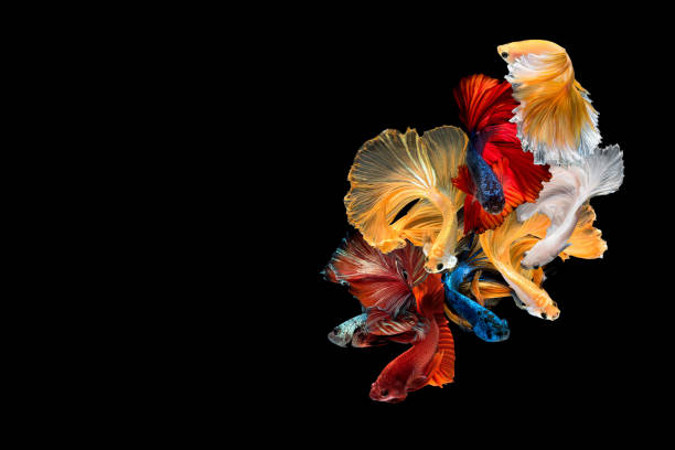예술 운동의 betta 물고기, 검은 배경 복사 공간에 고립 된 샴 싸우는 물고기를 닫습니다. - fish siamese fighting fish isolated multi colored 뉴스 사진 이미지