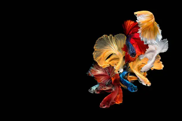 Photo of Close up art movement of Betta fish,Siamese fighting fish isolated on black background with copy space.