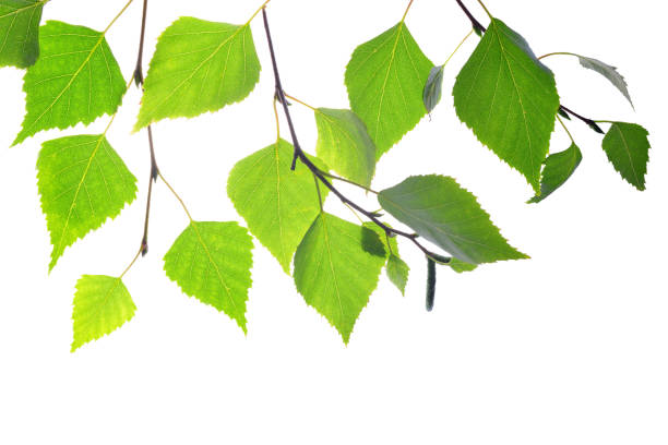 istock Spring birch branch with green leaves. 904431140