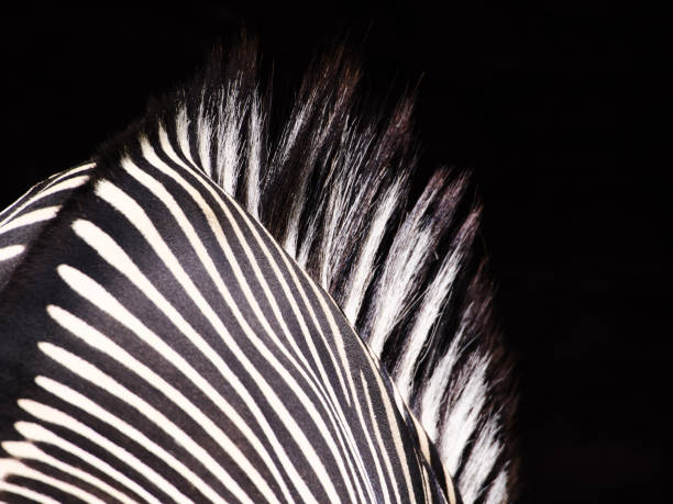 870+ Zebra Back Photos Stock Photos, Pictures & Royalty-Free Images ...