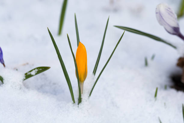 istock Flower buds in the snow 904437252