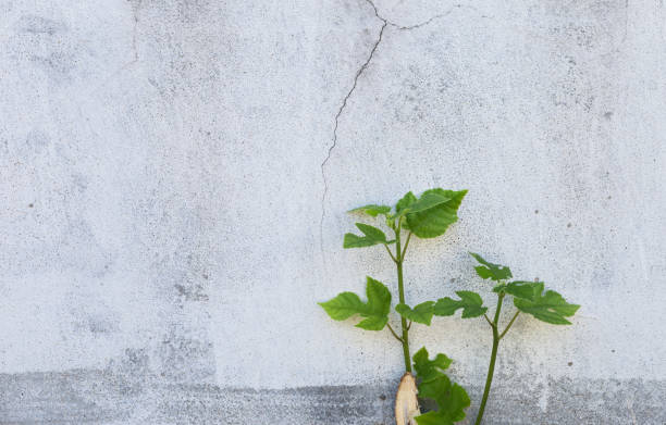 istock Green plant growing next to white concrete wall 904437260