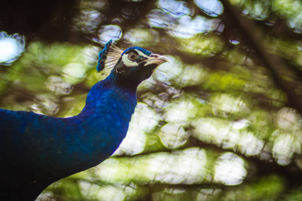 Beautiful peacock in the forest background.