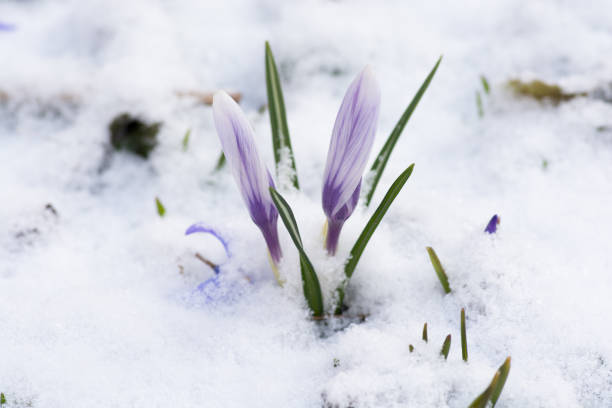 istock Flower buds in the snow 904437570