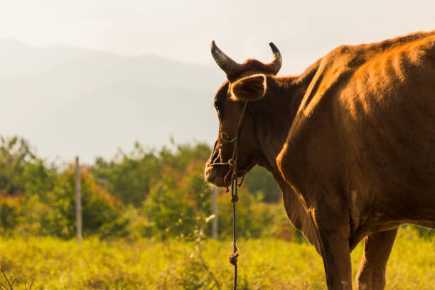 Brown cows in a grassy field on a bright and sunny day