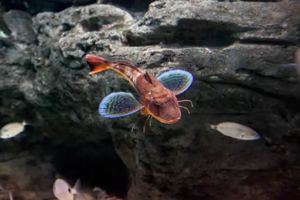 Glowing blue gills fish