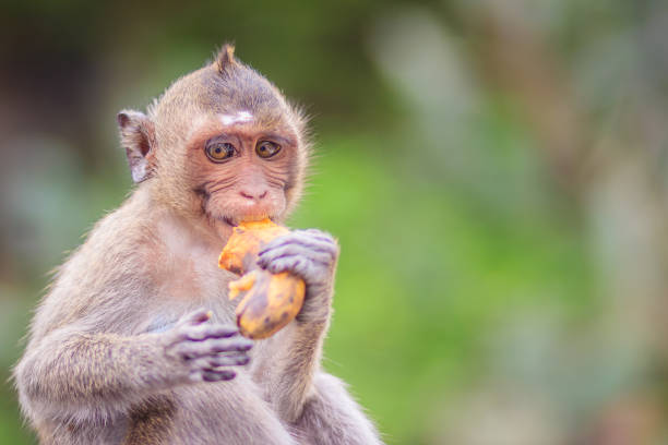 Longtailed Macaque Or Crabeating Macaque Monkey Is Eating Banana