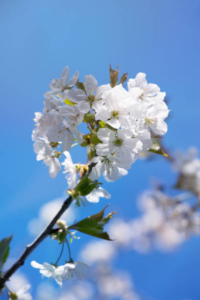 цветение вишни перед голубым небом - japanese culture crab apple tree single flower стоковые фото и изображения