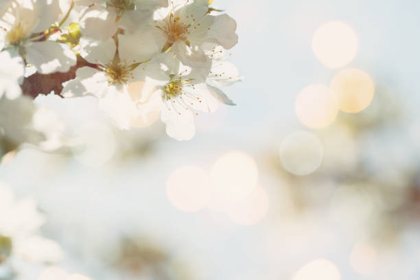 flor de cerezo  - flower single flower defocused growth fotografías e imágenes de stock