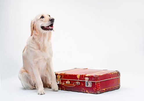 Labrador retriever golden with a red suitcase