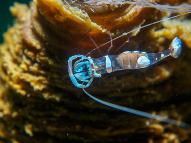 istock baby shrimp on the anemone 904455928