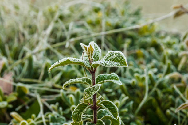 istock Bush of tree frozen. 904460246