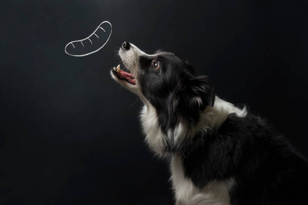 istock Dog and sausage 904460288