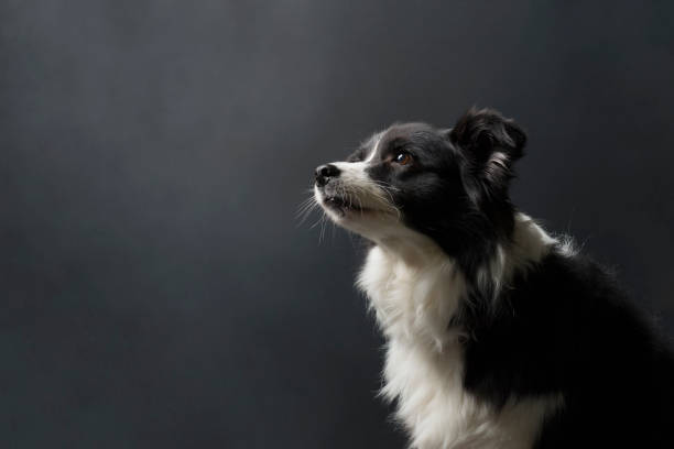 istock Border Collie is watching far away 904460294