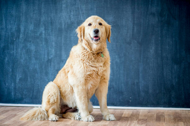A golden retriever dog is indoors. It is sitting up in front of a blue wall, and looking towards the camera.