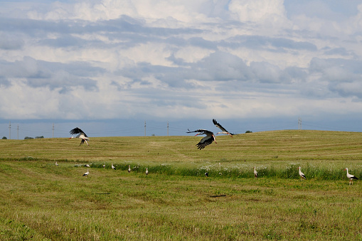 Storks are feeding during the harvest, Republic of Belarus