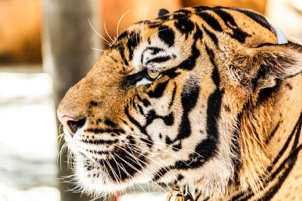 istock Closeup picture of tiger. 904464542