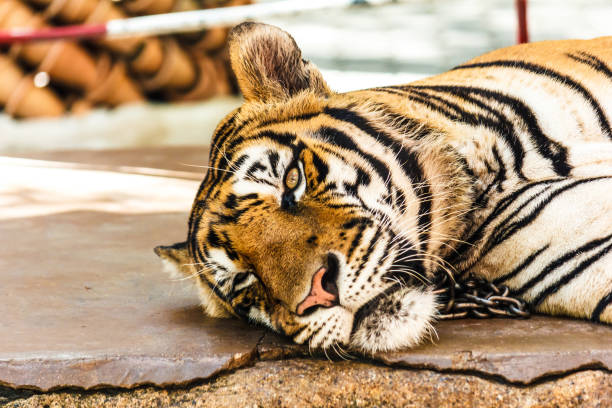 a Tiger enjuying a cool water hole on a hot day