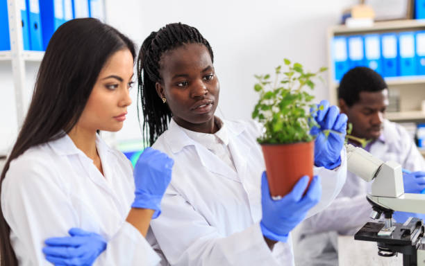 istock Female microbiologysts observing a plant in laboratory 904466252
