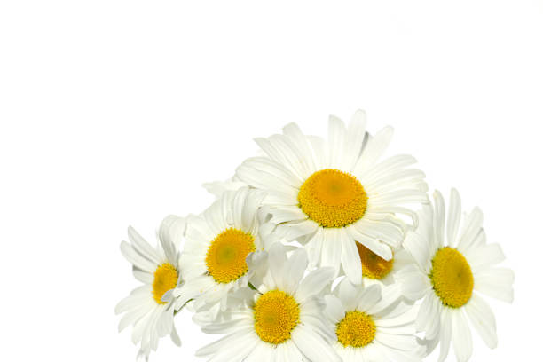 istock white daisies on white background. white flowers 904466364