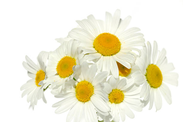istock daisies on white background. white flowers on a white background 904466390