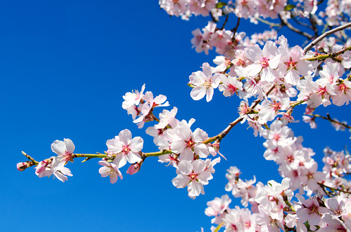 Daytime side view macro close-up of Japanese cherry blossom (Prunus serrulata) with shallow DOF
