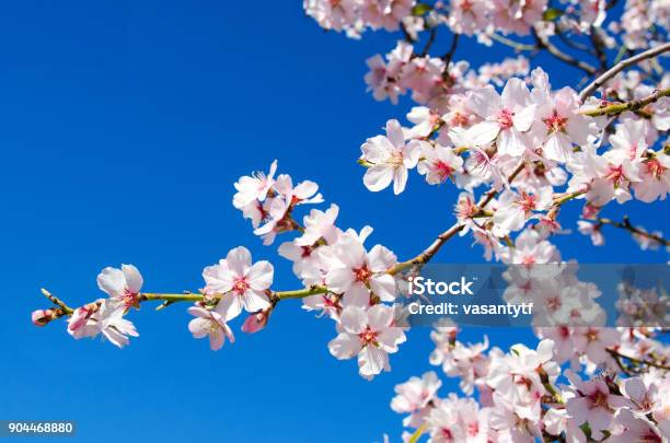 Spring Flower Stock Photo - Download Image Now - Almond Tree, Blossom, Flower
