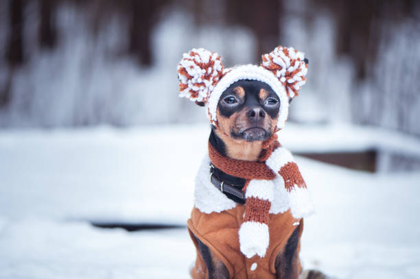 귀여운 강아지, 개, 스카프, 초상화 매크로, 새 해, 크리스마스 장난감 테리어. 하얀 솜 털 눈이 있다. 크리스마스 카드, 겨울 팀 - winter dog non urban scene horizontal 뉴스 사진 이미지