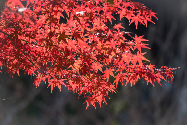 istock Colorful of maple leaves. 904479732