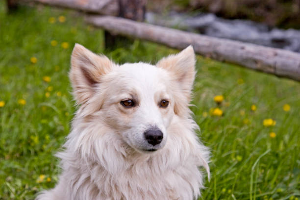 The portrait of a white spitz-dog in front of the green of a mountain meadow