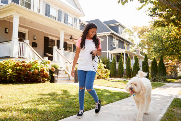 девушка ходяяя собака вдоль пригородной улицы - child one person full length outdoors стоковые фото и изображения