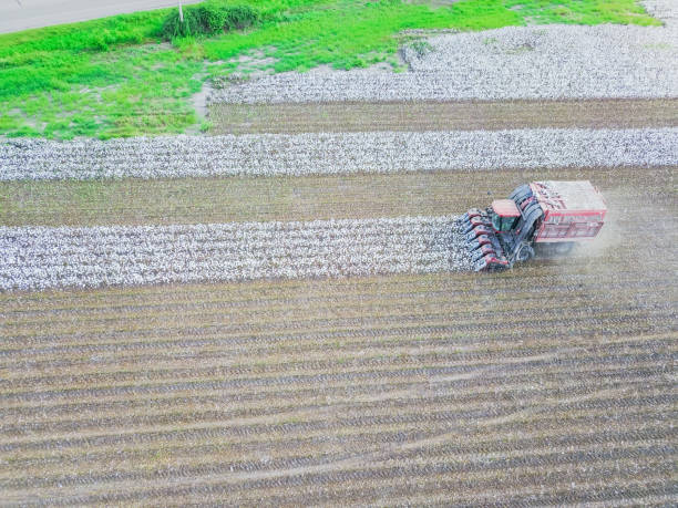istock Aerial view of Large Cotton picker working in a field 904482910