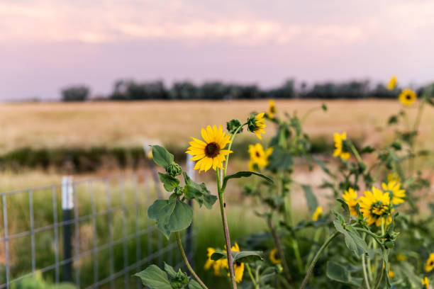 istock Sunflowers in Rural Garden 904487262