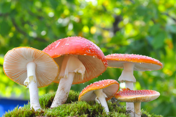 istock Amanita muscaria, Fly Agaric in moss in forest 904487800