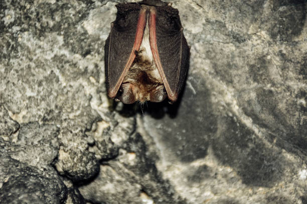 istock Bat hanging off the wall in a cave 904487864