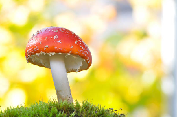 istock Amanita muscaria, Fly Agaric in moss in forest 904487936