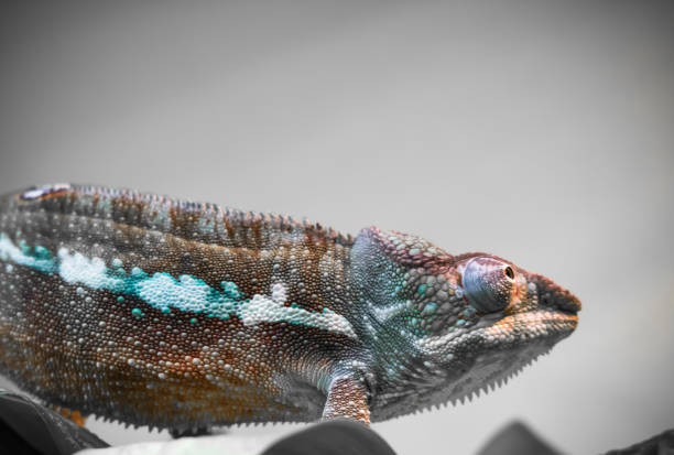 istock close up of beautiful colorful chameleon looking at camera 904491046