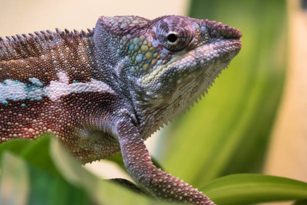 istock close up of beautiful colorful chameleon looking at camera 904493696