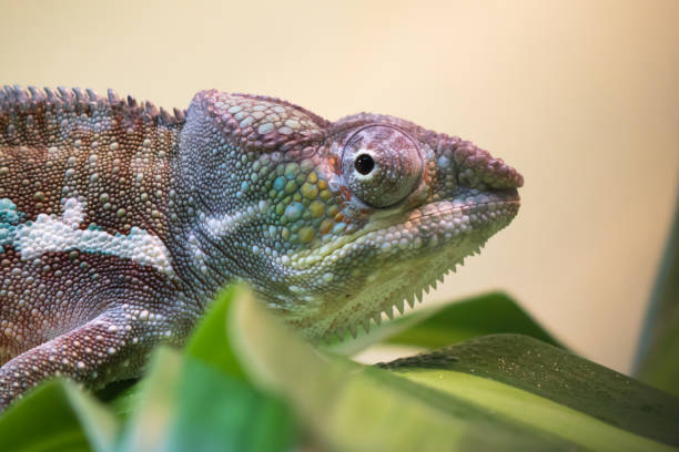 istock close up of beautiful colorful chameleon looking at camera 904493936