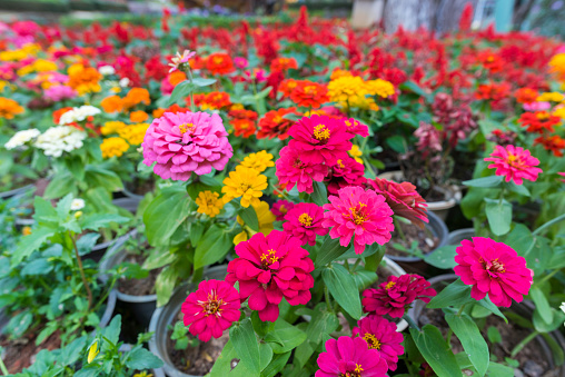 Colorful Zinnias grow in front of a bright red barn. Perfect image for Summer or Fall project.