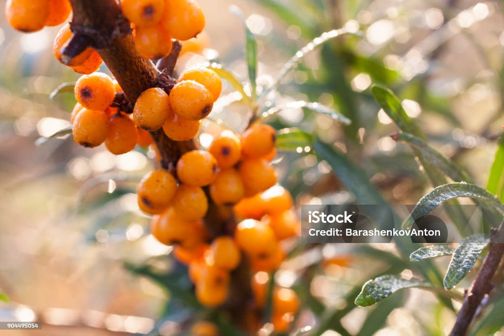 Seaberry background branch. Seaberry background branch. Yellow healthy tea ingridient Agriculture Stock Photo
