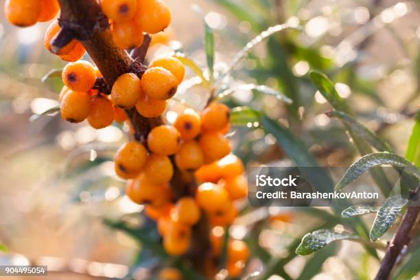 Seaberry Background Branch Stock Photo - Download Image Now - Agriculture, Autumn, Berry