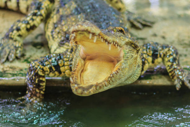 istock The crocodile is angry and open jaws ready to strike 904495500