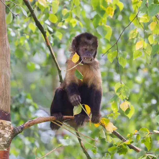 Close up of a Golden-bellied Capuchin (Cebus xanthosternos)