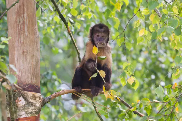 Close up of a Golden-bellied Capuchin (Cebus xanthosternos)