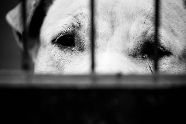 istock dogs behind bars black and white 904498106