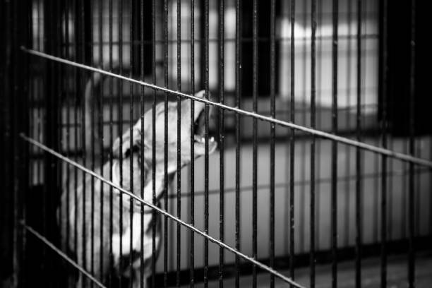 istock dogs behind bars black and white 904498120